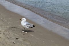 IMG_0857
