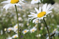 IMG_1066